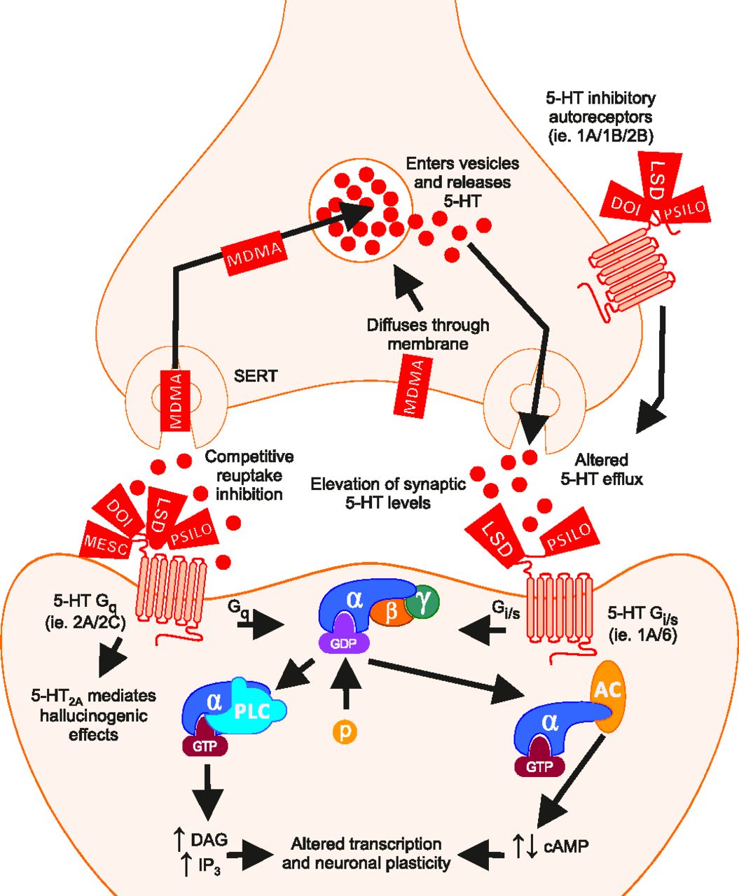 MECHANISM1