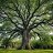 the last tree